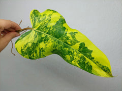 Philodendron Domesticum Variegata Steckling