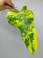 Philodendron Domesticum Variegata Steckling