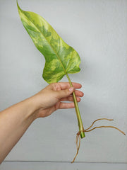 Philodendron Domesticum Variegata Steckling
