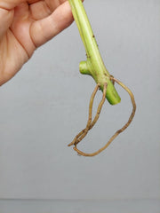 Philodendron Domesticum Variegata Steckling