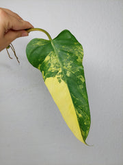 Philodendron Domesticum Variegata Steckling