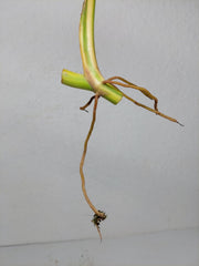 Philodendron Domesticum Variegata Steckling