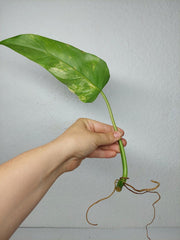 Philodendron Domesticum Variegata Steckling