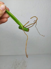 Philodendron Domesticum Variegata Steckling
