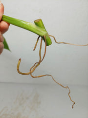 Philodendron Domesticum Variegata Steckling