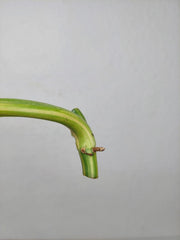 Philodendron Domesticum Variegata Steckling