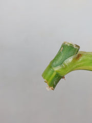 Philodendron Domesticum Variegata Steckling