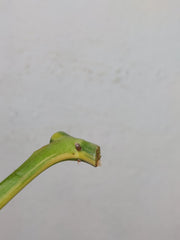 Philodendron Domesticum Variegata Steckling