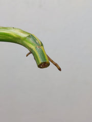 Philodendron Domesticum Variegata Steckling