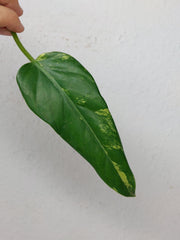 Philodendron Domesticum Variegata Steckling