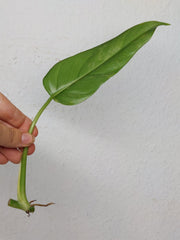Philodendron Domesticum Variegata Steckling