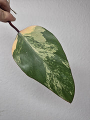 Philodendron Strawberry Shake Steckling