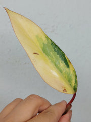 Philodendron Strawberry Shake Steckling