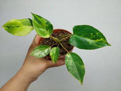 Philodendron Burle Marx Variegata