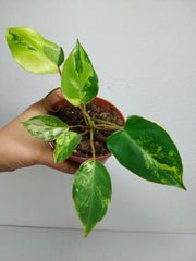 Philodendron Burle Marx Variegata