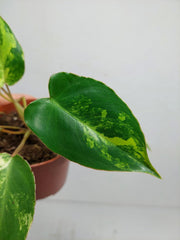 Philodendron Burle Marx Variegata