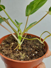 Philodendron Burle Marx Variegata