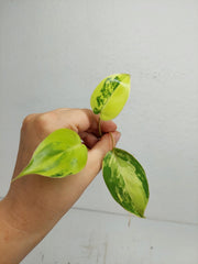 Philodendron Burle Marx Variegata