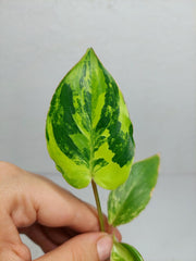 Philodendron Burle Marx Variegata