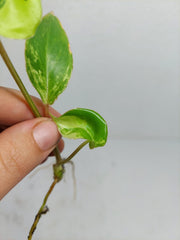 Philodendron Burle Marx Variegata