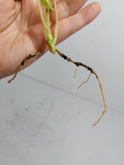 Philodendron Burle Marx Variegata