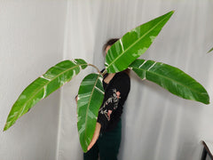 Musa Variegata groß