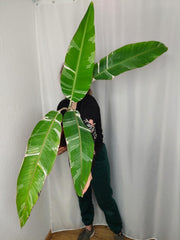 Musa Variegata groß