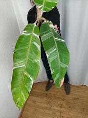 Musa Variegata groß