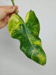 Philodendron Domesticum Variegata Steckling