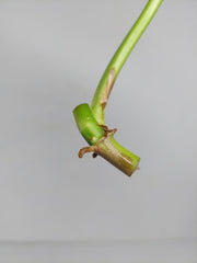 Philodendron Domesticum Variegata Steckling