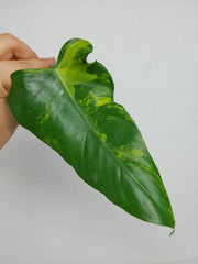 Philodendron Domesticum Variegata Steckling