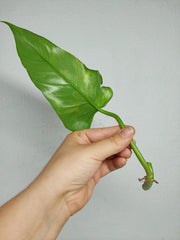 Philodendron Domesticum Variegata Steckling
