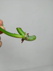 Philodendron Domesticum Variegata Steckling
