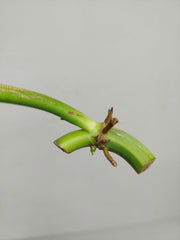 Philodendron Domesticum Variegata Steckling