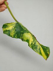 Philodendron Domesticum Variegata Steckling