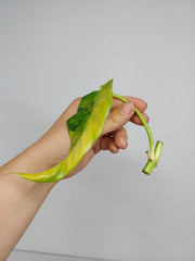 Philodendron Domesticum Variegata Steckling