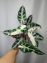 Alocasia Bambino Pink (Rhizom / Bulbe)