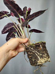 Alocasia Bambino Pink (Rhizom / Bulbe)