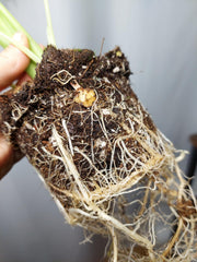 Alocasia Gageana Aurea (Rhizom / Bulbe)