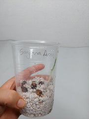 Alocasia Gageana Aurea (Rhizom / Bulbe)