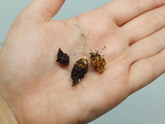 Alocasia Gageana Aurea (Rhizom / Bulbe)