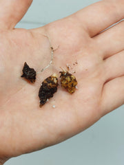 Alocasia Gageana Aurea (Rhizom / Bulbe)