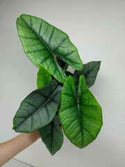 Alocasia Platinum