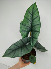 Alocasia Platinum