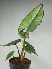 Alocasia Platinum