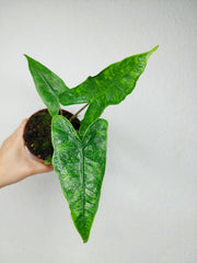 Alocasia Zebrina Reticulata