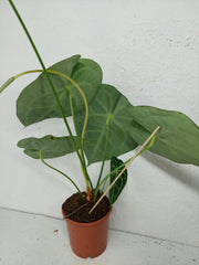 Anthurium Clarinervium