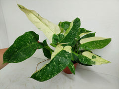 Philodendron Jose Buono