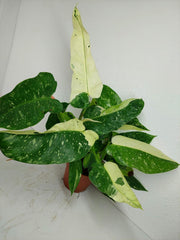Philodendron Jose Buono