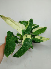 Philodendron Jose Buono